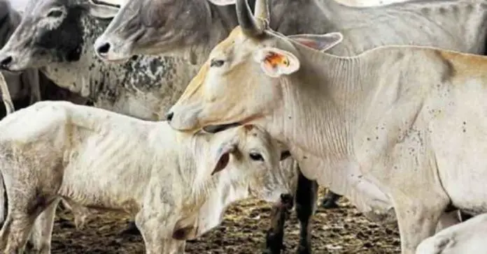 SC calls for changes to Animal Protection Act SC calls for changes to Animal Protection Act